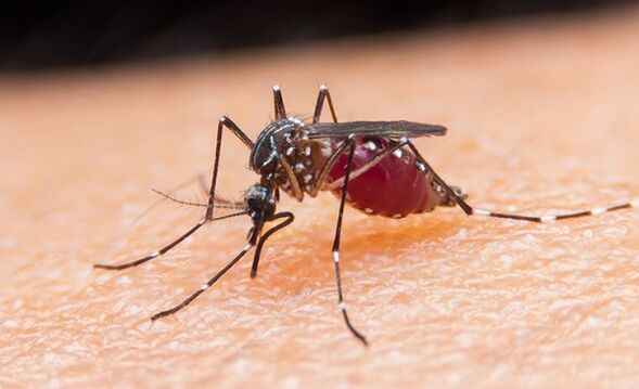 մոծակը նախակենդանիների մակաբույծների և մալարիայի կրողն է